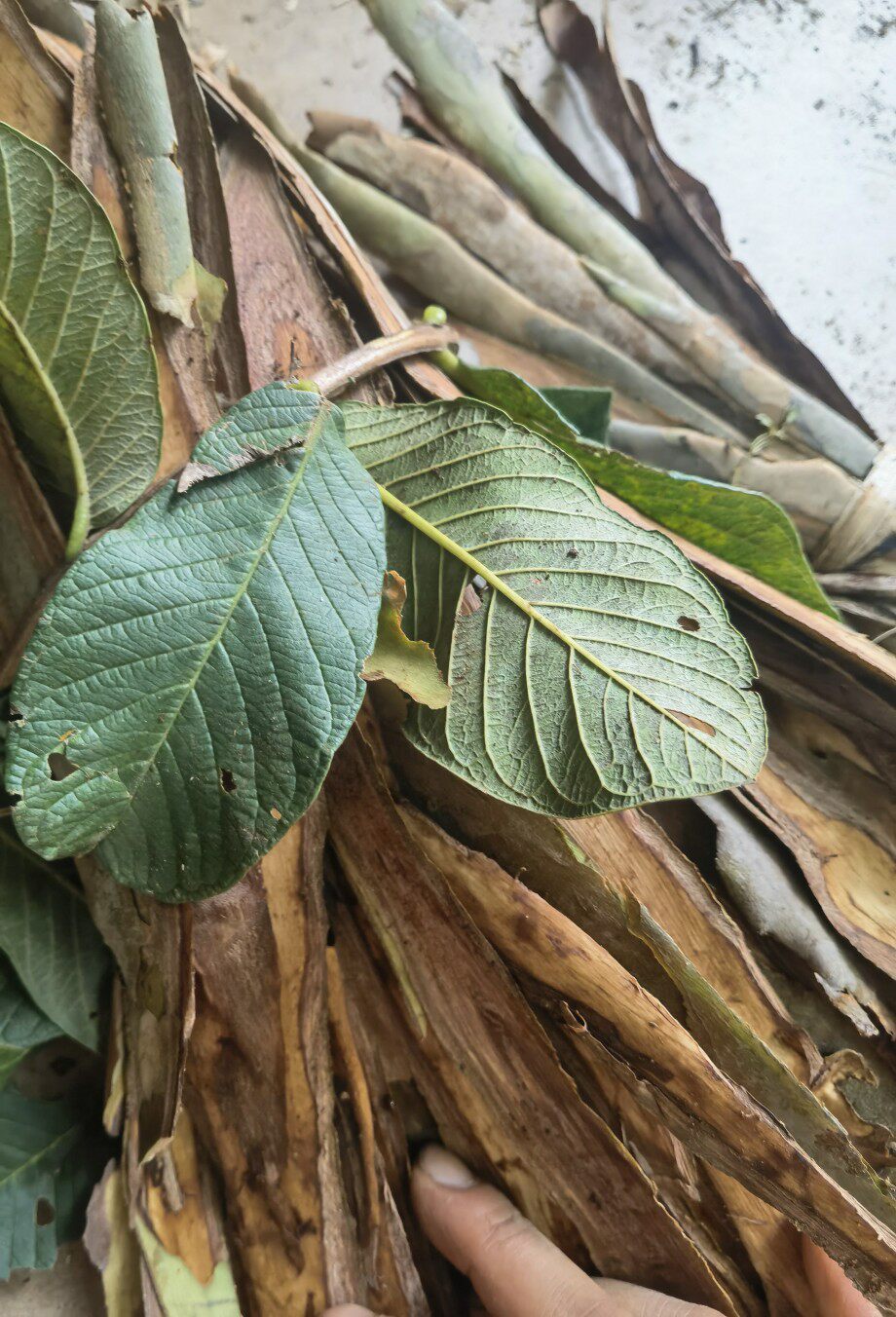 新鲜现采老年番石榴树皮 番桃叶树皮 麻里轩 鸡矢茶 石榴树皮 500