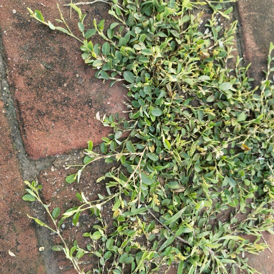 新鲜现采山草药 链夹豆 蓼蓝豆 单叶草 500克