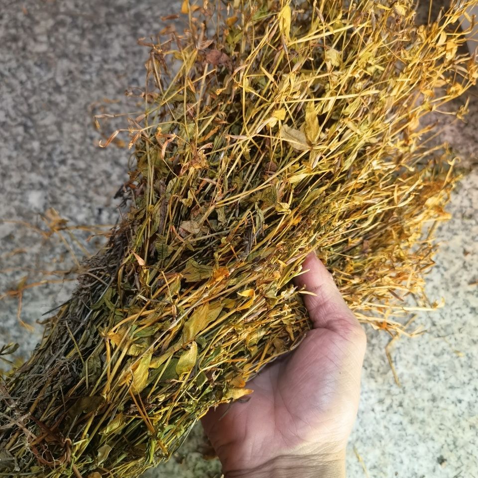 野生干品山草药 益肝草 大种溪黄草 鸡心黄草药 500克