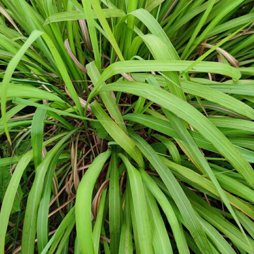 现采新鲜 香茅 大风茅 正品特香香茅 500克海田山花草