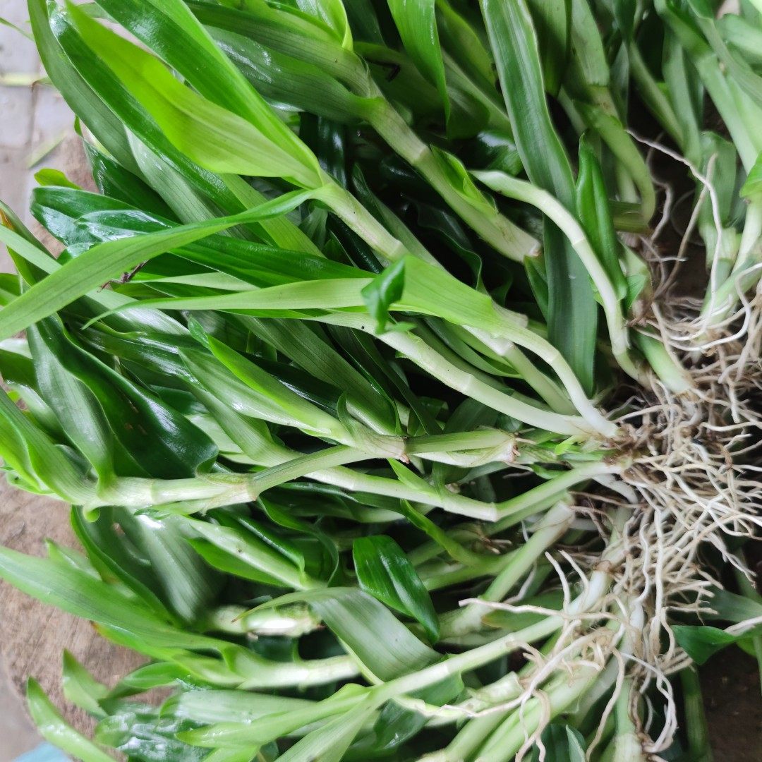 现采新鲜痰火草 化核草 围夹草 广东猫爪草