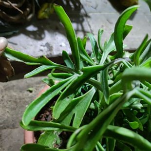 新鲜现采 鸡爪三七 高凉菜 伽蓝菜 心肝吊 500克