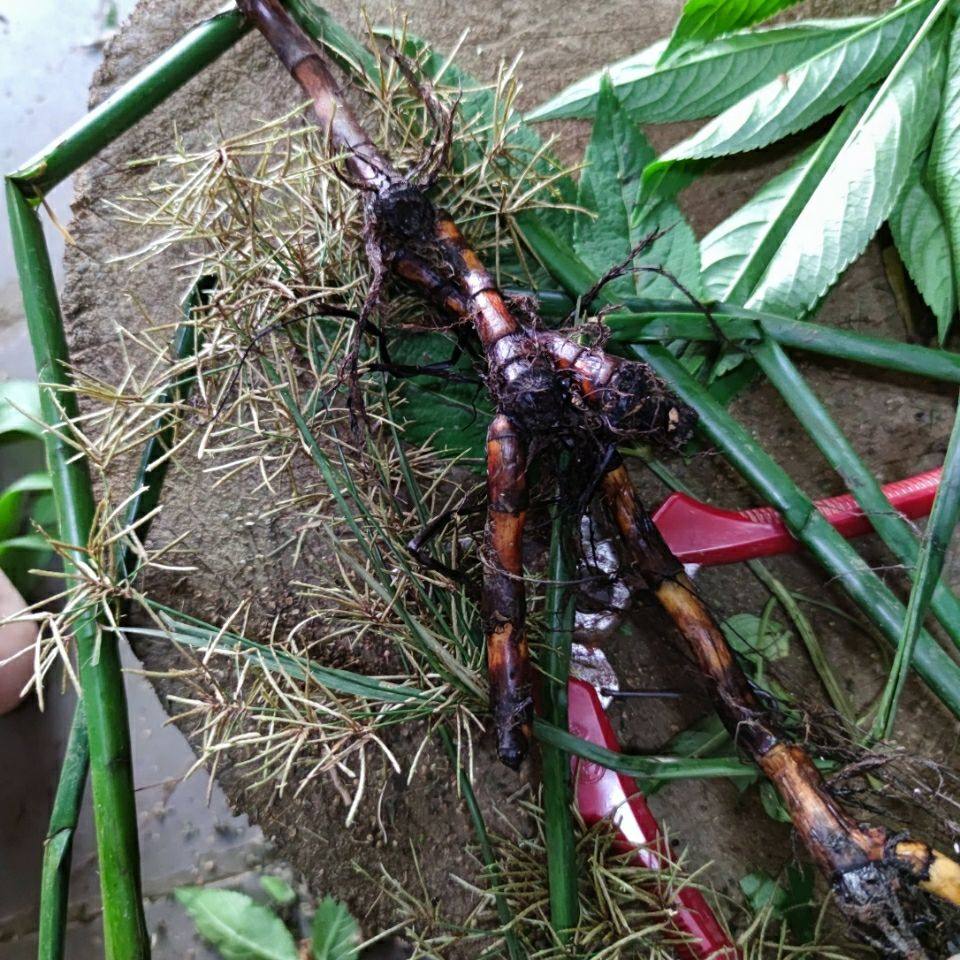 现采新鲜 关草头 三角席草 流血草 异型莎草 500克