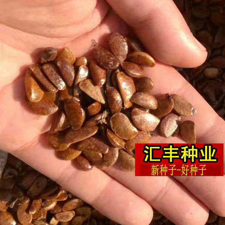 耐寒软枣种子嫁接柿子树钻木子君迁子野生柿子黑枣籽高产
