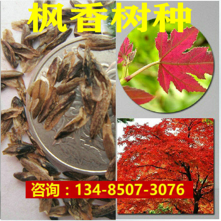 新采枫香树种子 风景绿化树苗木 枫香种子 北美彩色树种枫香籽