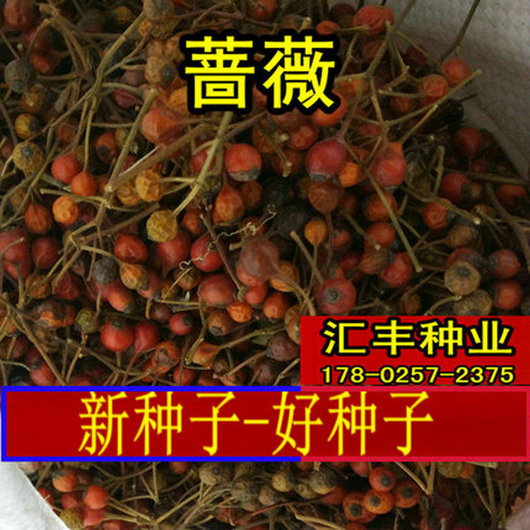 黄红刺玫种子蔷薇花种子日本无刺蔷薇籽嫁接树桩大花藤本月季花卉