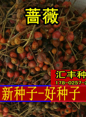 嫁接无刺蔷薇藤本月季种子