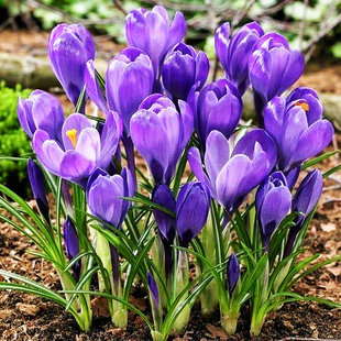 藏红花种子种植苗冬季开花西红花苗球根盆栽花卉籽番红花种球