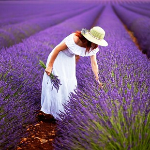 薰衣草种子四季播种花草庭院花卉植物阳台盆栽易活室内外花种籽子
