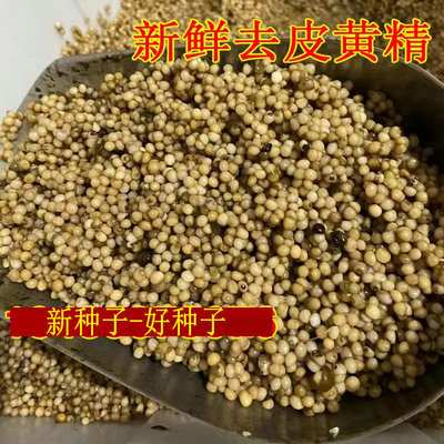 药材黄精老虎姜鸡爪参种子