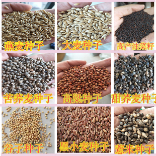 甜荞麦苦荞麦种子红高粱大麦黑小麦 燕麦薏米青稞种子油菜籽