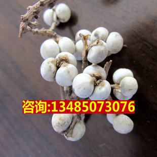 乌桕种子乌桕树种子 桕子树 乌桕子 木子树 木油树 山乌桕树种子