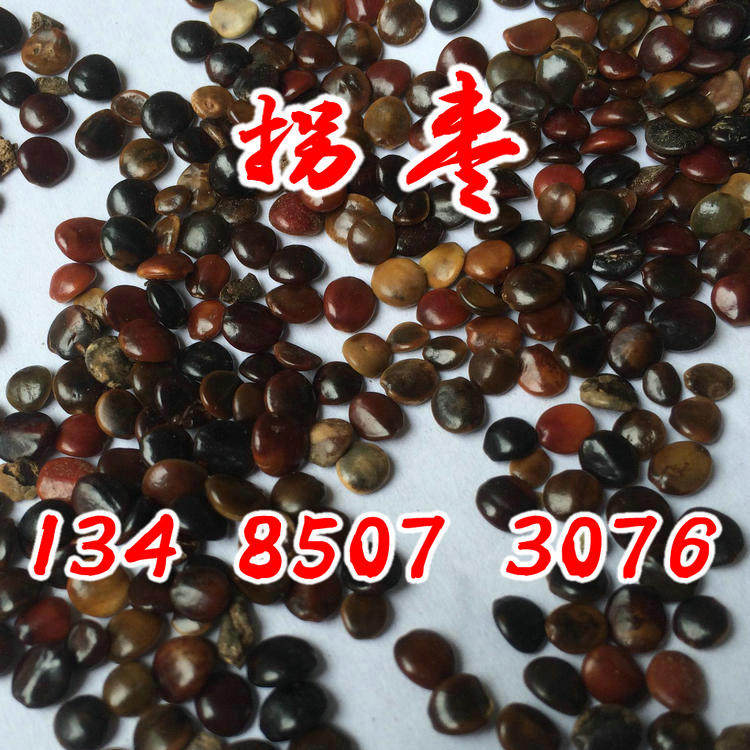 林木果树 拐枣种子 万寿果俅江枳椇 鸡爪莲臭杞