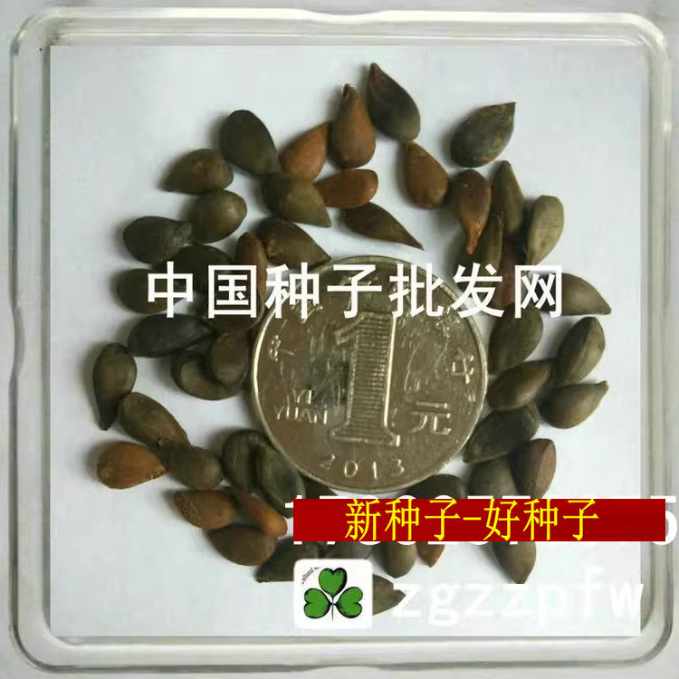 葡萄果树种子苹果梨树橘子杜梨籽