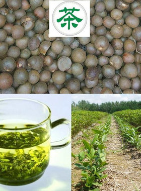 新采茶叶种子茶种籽绿茶种子西湖龙井碧罗春铁观音毛尖茶花茶树籽
