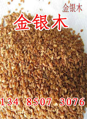 金银木种子 金银木树苗种子 金银木花苗种子