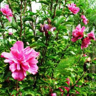 小木槿种子 盆栽红花木槿 重瓣 大花朱槿 木棉喇叭花树籽