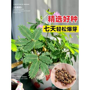 含羞草种孑害羞草种子小盆栽花种籽子四季播种室内易活花卉绿植物
