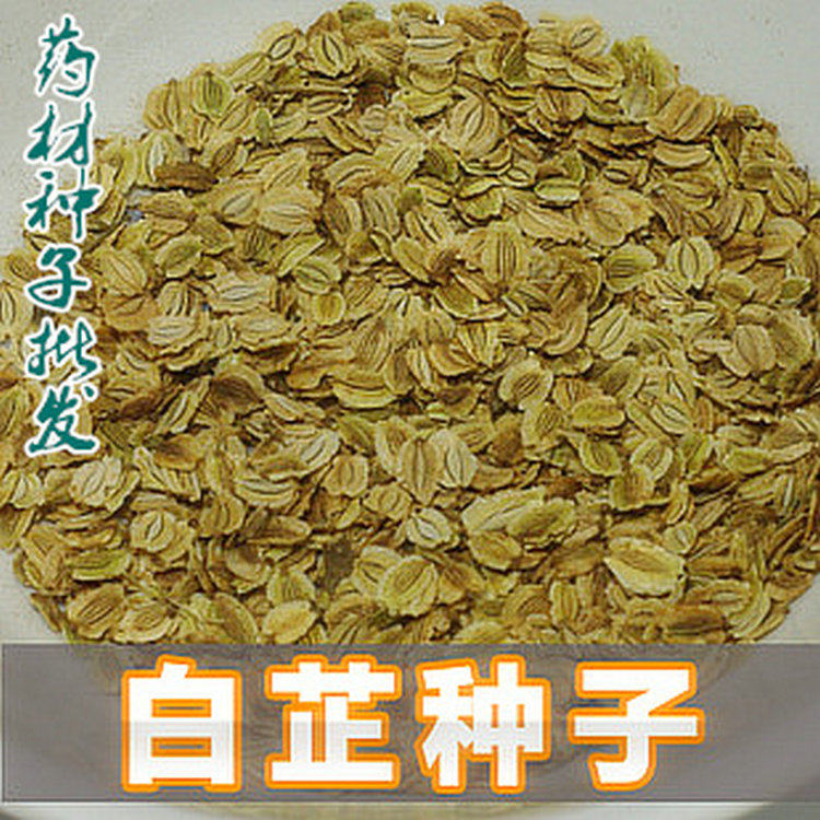 白芷种子 白芷籽 林业草本庭院种苗易发芽 祁白芷种籽