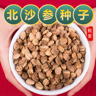 沙参种子新产北沙参种子纯新品南沙参籽林业草本庭院南沙参种子苗