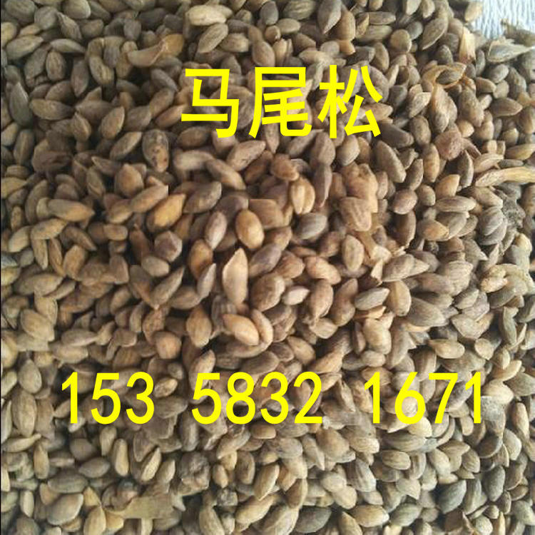 新采马尾松种子松树籽小树苗