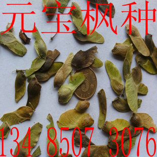 新成熟元宝枫种子 高产食用榨油元宝枫树种 元宝枫种苗