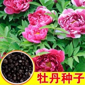 洛阳牡丹花种子四季 盆栽洋松叶大花重瓣牡丹芍药种子芍药树苗混色