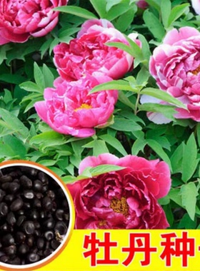 洛阳牡丹花种子四季盆栽洋松叶大花重瓣牡丹芍药种子芍药树苗混色