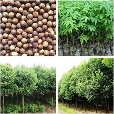 风景绿化香樟种子苗木常青
