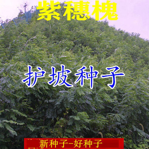 边坡护坡草籽紫穗槐灌木固土植物