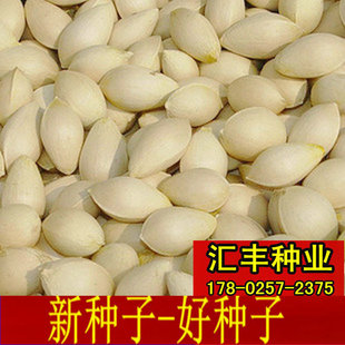 新采银杏种子 银杏种籽 白果树种子 银杏树种子白果种子