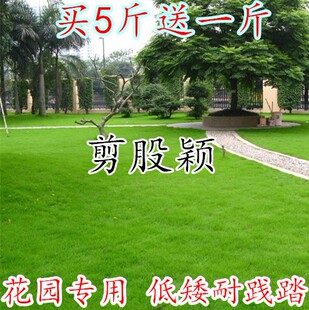 四季青长不高免修剪剪股颖高端草坪种子高档品种草籽矮生草坪籽