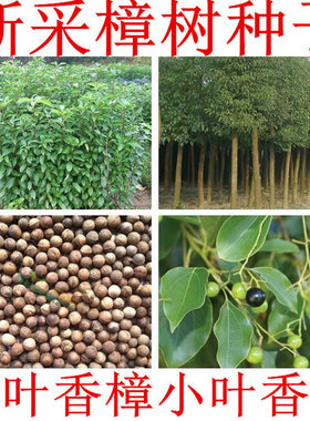新采香樟种子带皮新鲜樟树籽大叶小叶去皮樟树油樟四季常绿树种籽