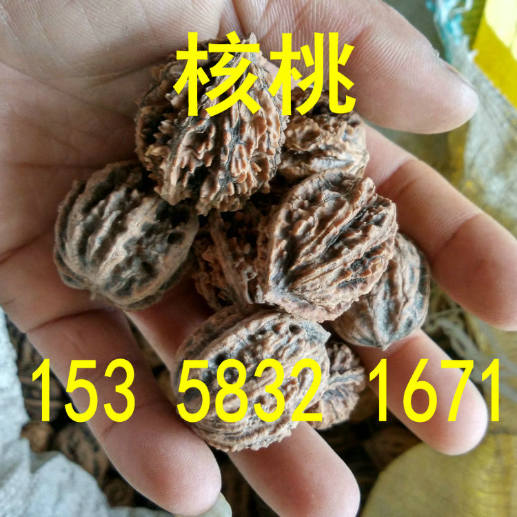 核桃种子 山核桃 文玩 铁核桃嫁接 薄皮果树