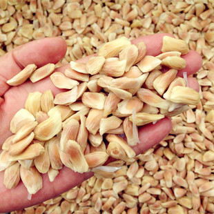 酸柚子种子红心柚种子沙田柚种子 嫁接高产柚子种子红心柚苗钻木