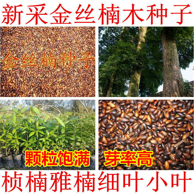海南黄花梨种子小叶紫檀菩提桢楠细叶金丝楠木种子沉香树白檀香籽