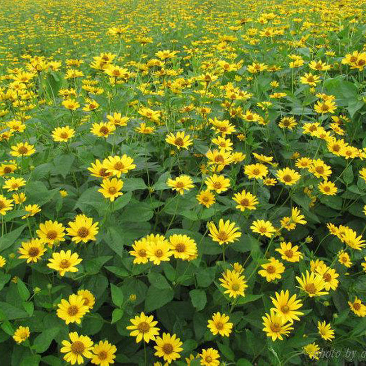 多年生宿根庭院绿化花种籽子