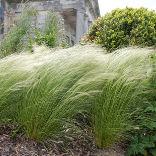 细茎针茅种子四季多年生羽毛草观赏花镜庭院室外盆栽细叶针芒草籽