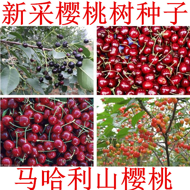 樱桃种子嫁接树种车厘子哈利