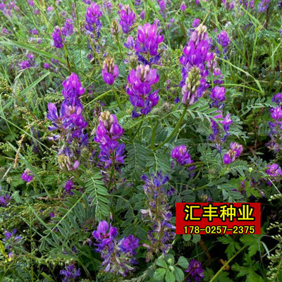 牧草多年生耐寒耐旱进口沙打旺