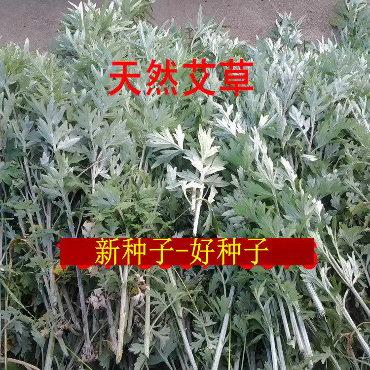 艾叶 蒿 医草艾绒香 针灸 艾灸食用野生艾草种子