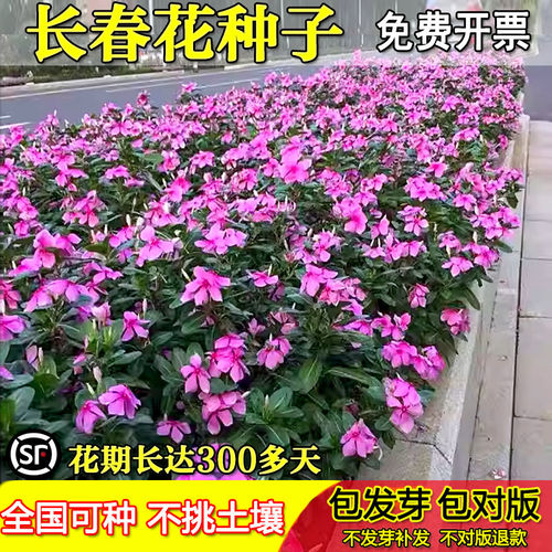 长春花种籽子四季播开五叶