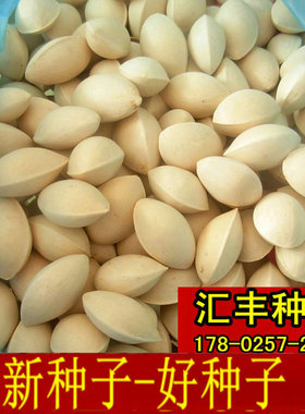 新采银杏种子白果树种百年银杏树绿化苗木风景树种子新鲜银杏籽