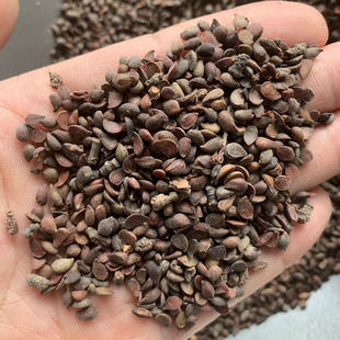 新采梨树 嫁接棠梨钻木 水果树 耐寒杜梨籽 酸 豆梨种子