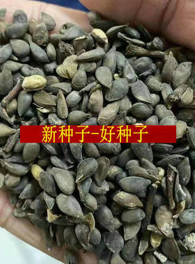 钻木树种苹果种子果树红富士曙光