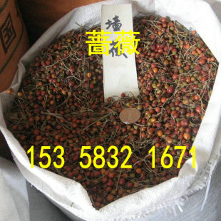 多花蔷薇种子白花无刺蔷薇嫁接藤本树桩月季红刺玫黄刺玫种子