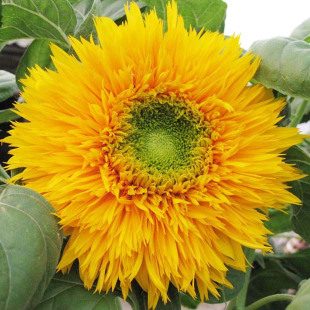 种子 玩具熊向日葵 花种子/花卉 庭院阳台 盆栽 蔬菜 花草/春秋播