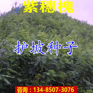 紫穗槐种子合欢刺槐树绿化山边坡高速公路护坡固土植物杂灌木草籽
