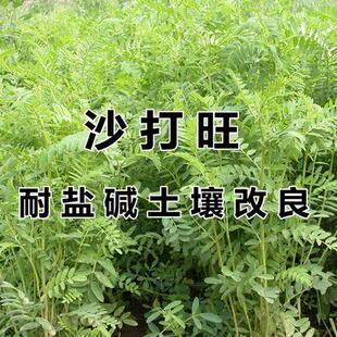 沙打旺种子多年生牧草种子防沙固土护坡草耐寒耐旱盐碱草籽