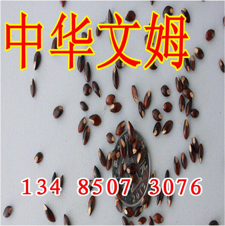 中华蚊母种子 蚊母盆景子 蚊母树苗